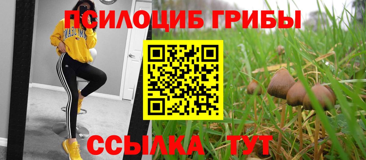 Выборг  Псилоцибиновые грибы MAGIC MUSHROOMS  Вход с VPN 